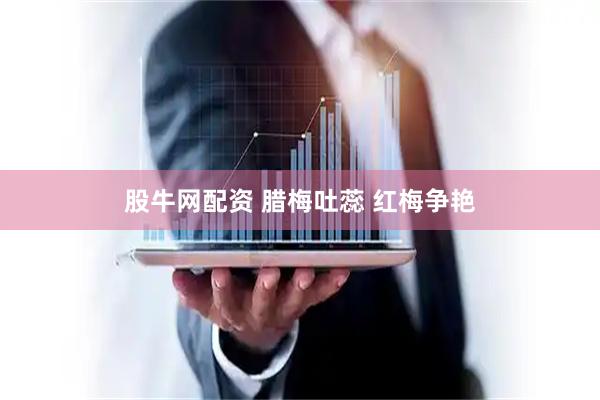 股牛网配资 腊梅吐蕊 红梅争艳